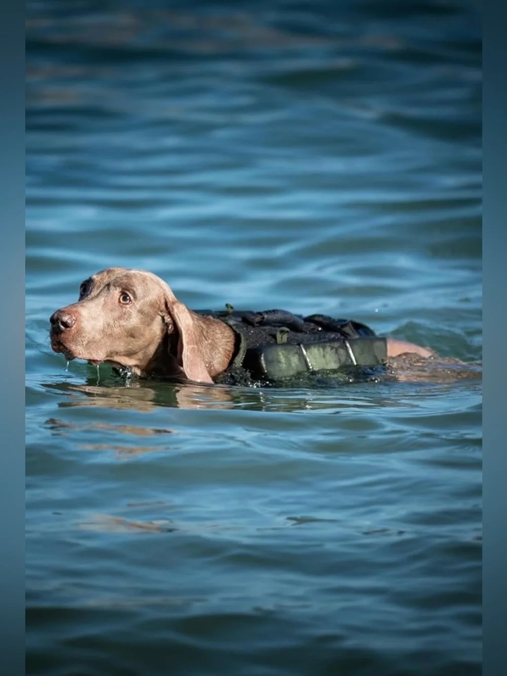 NOAH & PAW Dog Life Jacket, Human Standards Lifejacket Design, Dog Life Vest for
